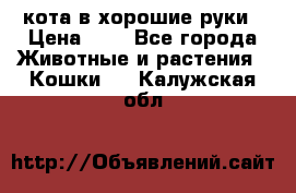 кота в хорошие руки › Цена ­ 0 - Все города Животные и растения » Кошки   . Калужская обл.